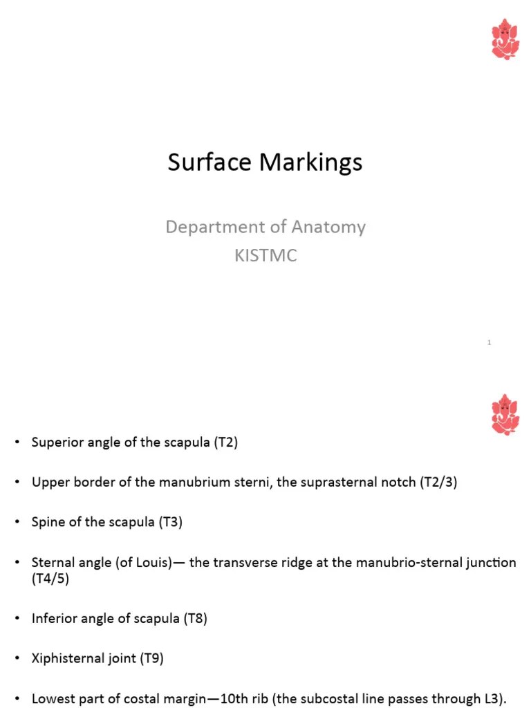 SURFACE MARKING II.ppt | PDF | Vertebral Column | Vertebra