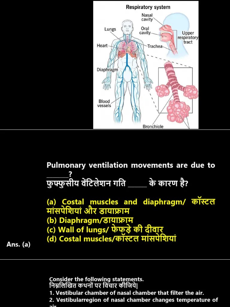 Respiratory System Part2 My Channel | PDF