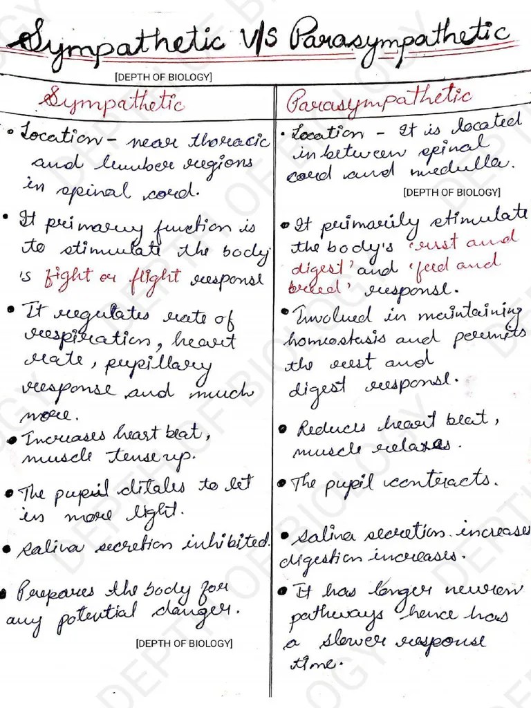 Peripheral Nervous System | PDF