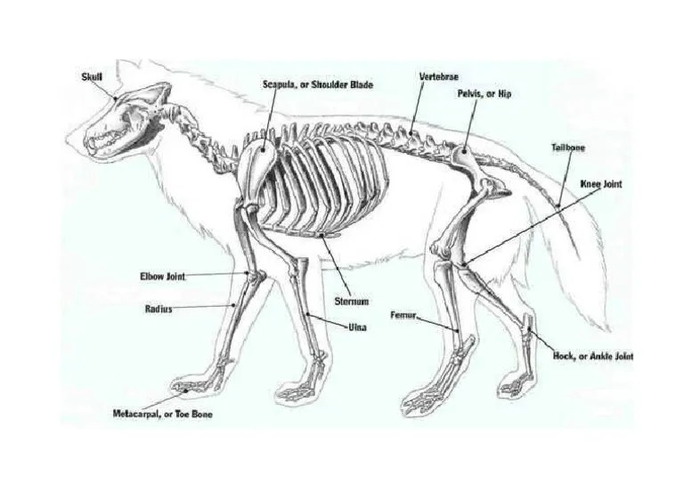 Anatomia Ossea De Um Lobo | PDF
