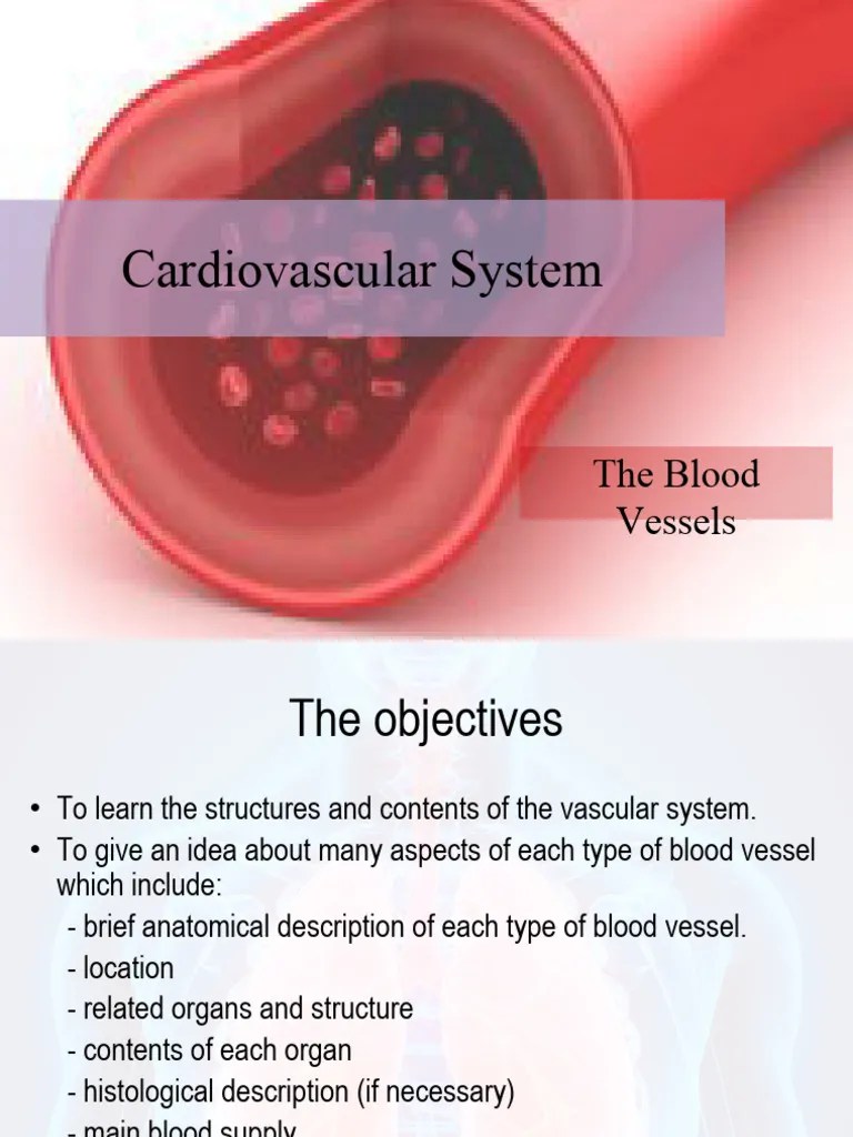 Cardiovascular System Part Ii Pdf Artery Vein