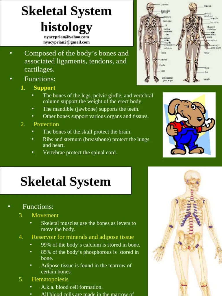 BONE TISSUE | PDF | Bone | Osteoblast