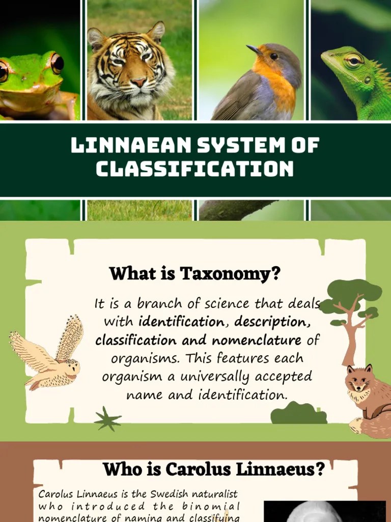 Linnaean System Of Classification | PDF