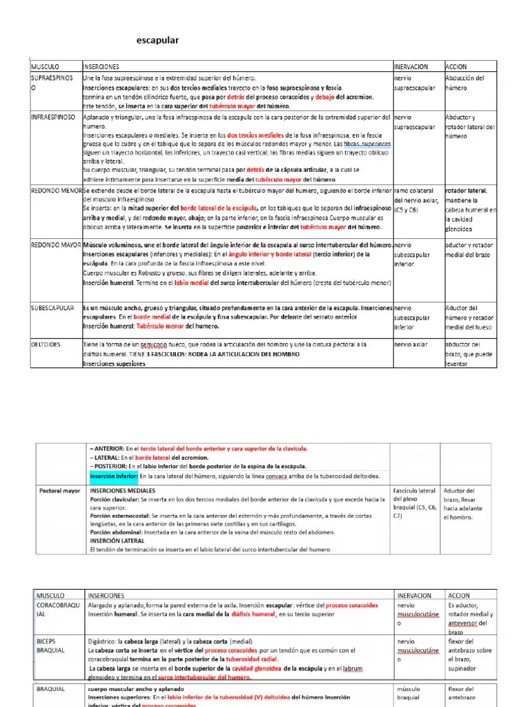 Músculos Del Miembro Inferior E Inferior | PDF | Anatomía Del Miembro Inferior | Sistema ...