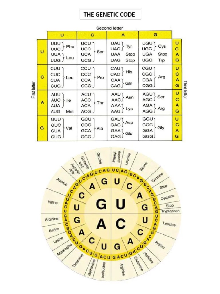 Genetic-Code | PDF