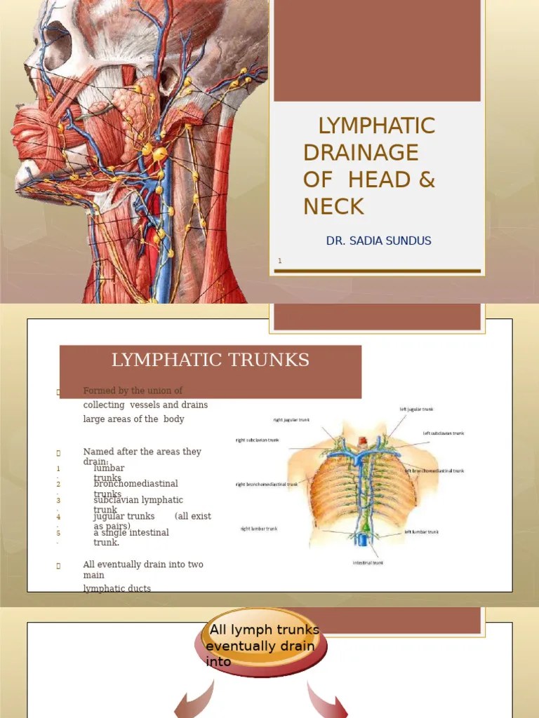 Lec 32 Lymphatic Drainage Of Head And Neck | PDF | Lymphatic System | Neck