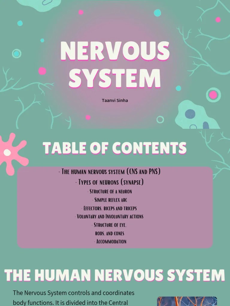 Nervous System | PDF | Nervous System | Neuron