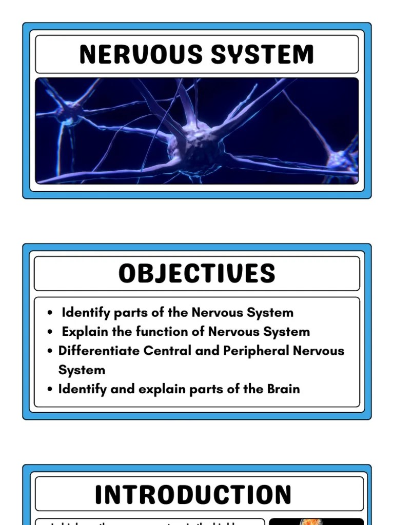 Nervous System 4 | PDF | Nervous System | Central Nervous System