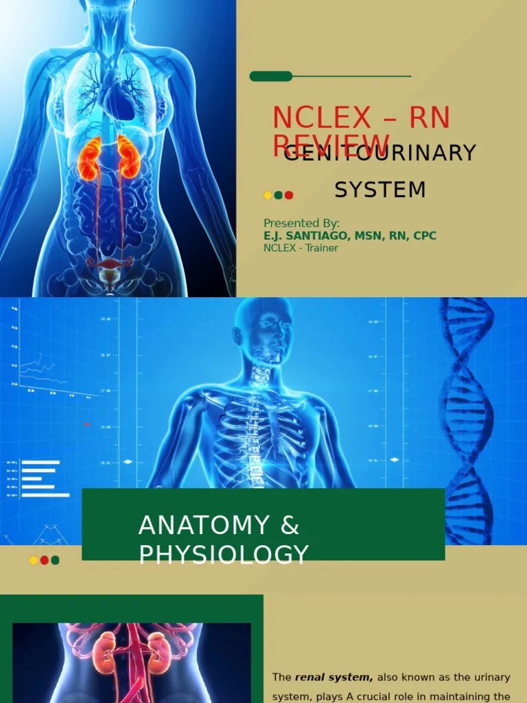 Genitourinary System | PDF | Hemodialysis | Urinary Incontinence