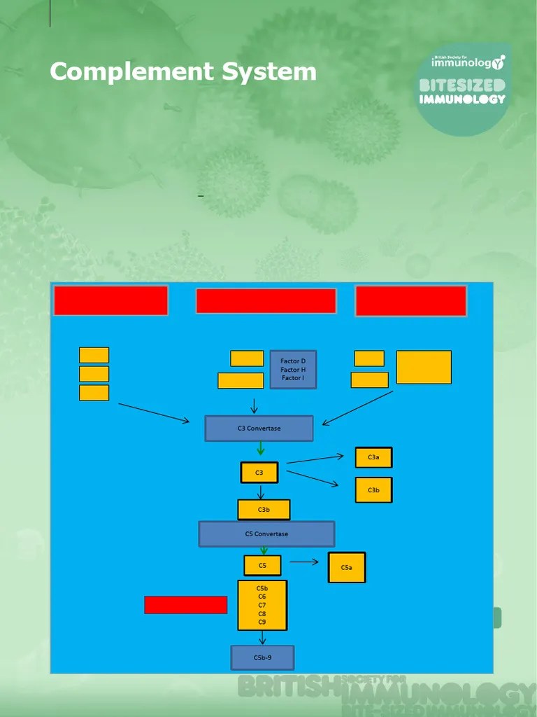 Complement System (1) | PDF | Complement System | Immune System