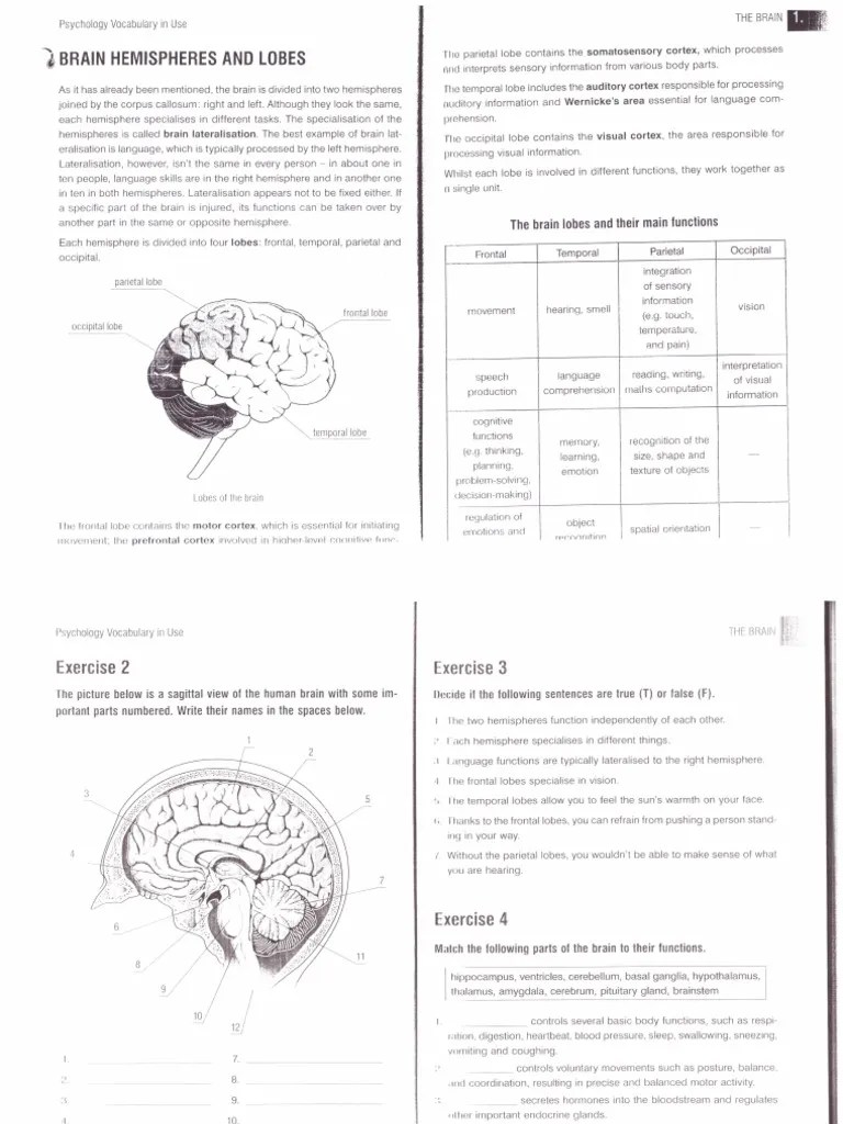 Brain Hemispheres And Lobes Pdf