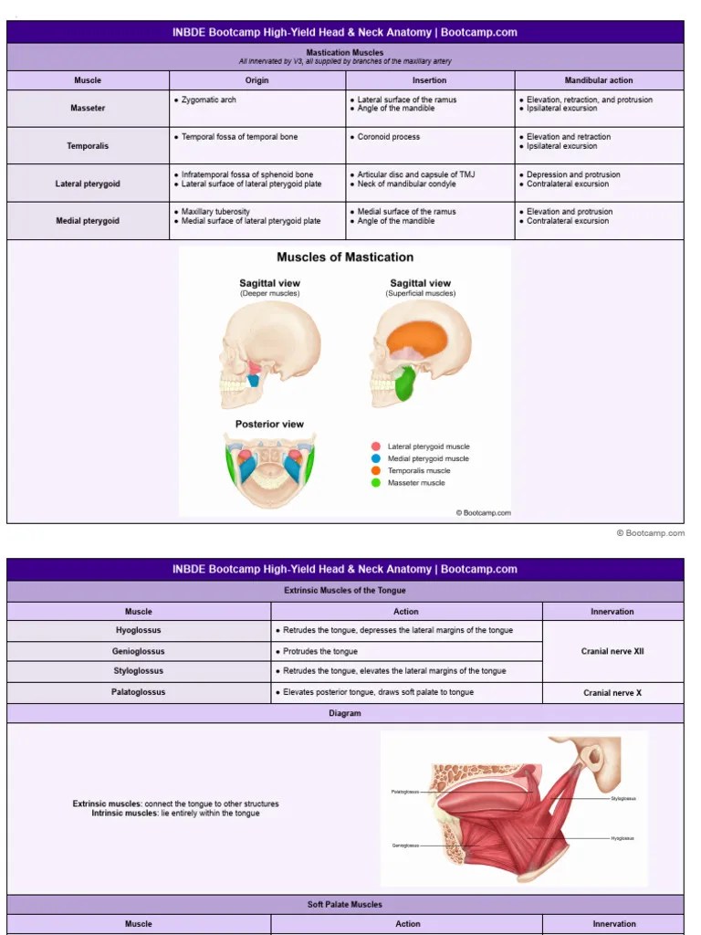 INBDE Head & Neck Anatomy | PDF | Tongue | Primate Anatomy