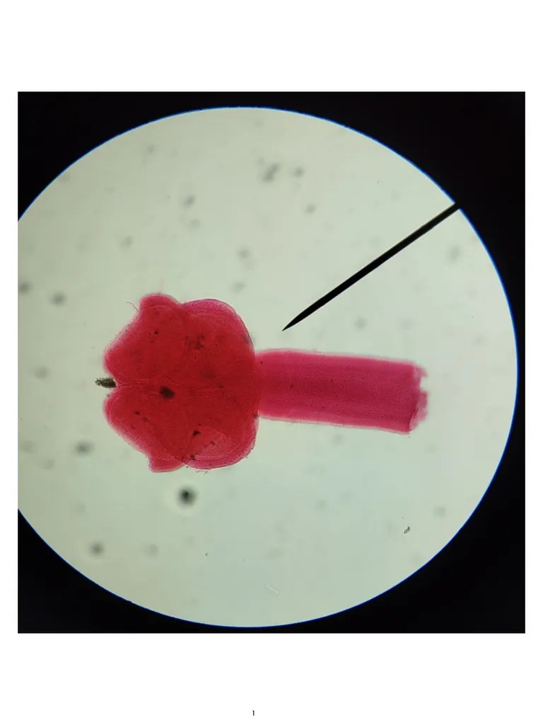 Micro Spotters 2 Pdf
