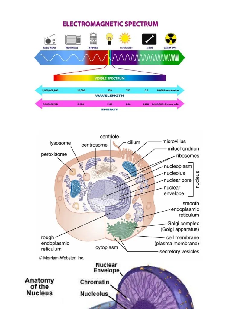 Radiation Hazards | PDF