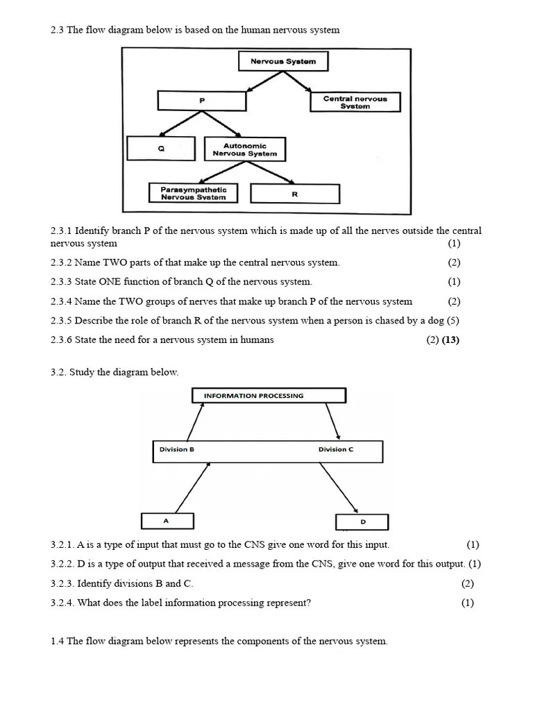 Introuction To Nervous System | PDF | Central Nervous System | Nervous ...