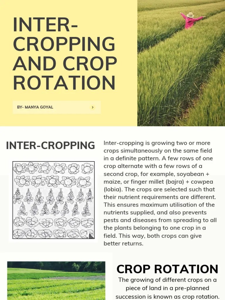 Inter-Cropping And Crop Rotation 20250426 141607 0000 | PDF