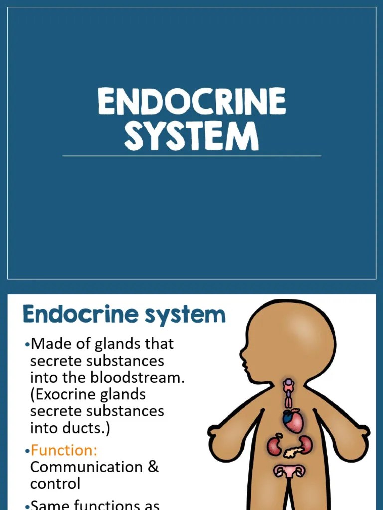 Lecture 2 Endocrine System Pdf Endocrine System Hormone