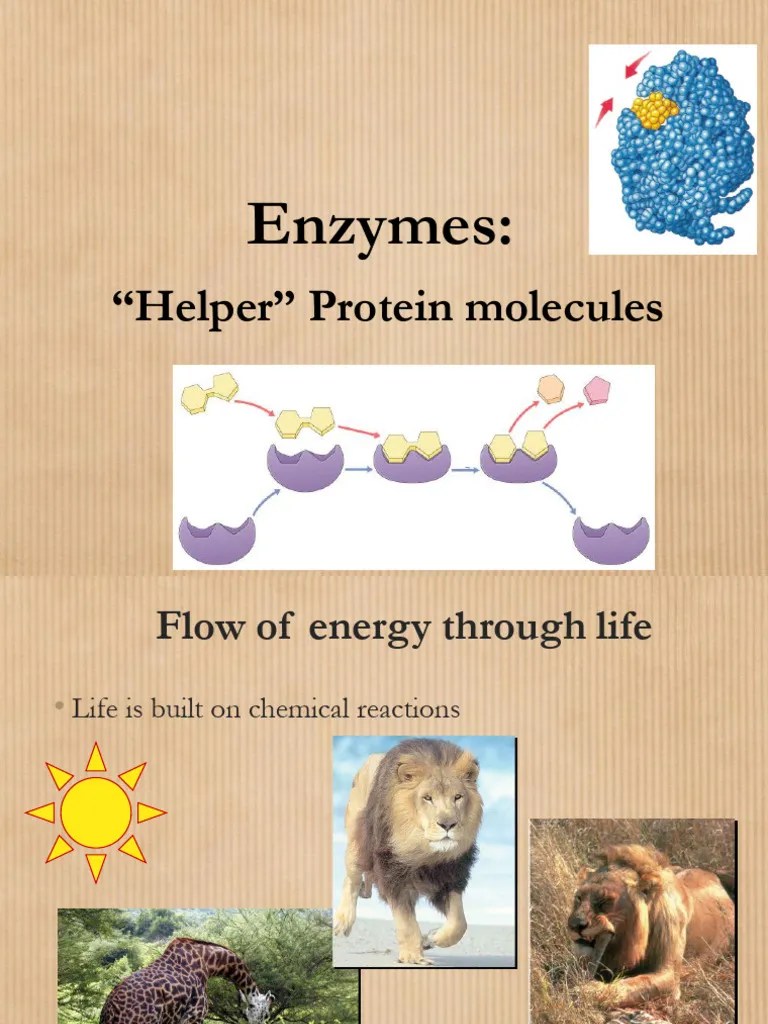 Biochemistry Enzymes LECTURE2 | PDF | Enzyme | Cofactor (Biochemistry)