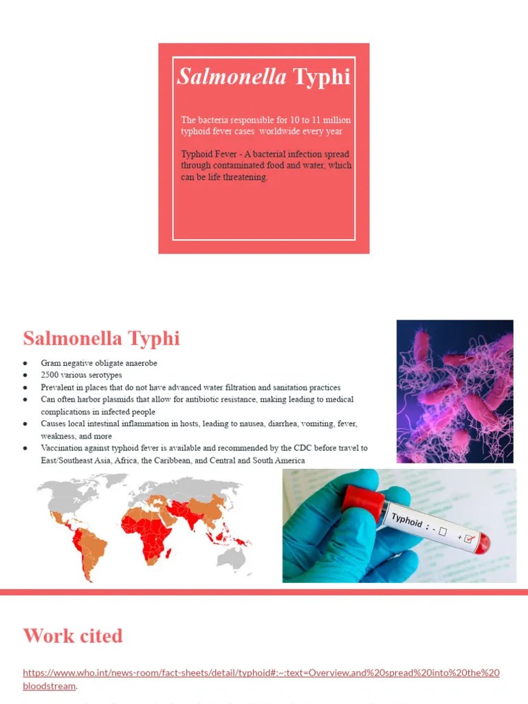 Salmonella Typhi | PDF