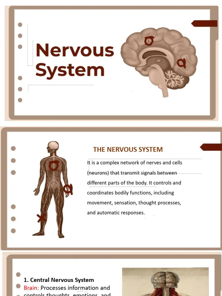 Nervous System Powerpoint Pdf Central Nervous System Nervous System