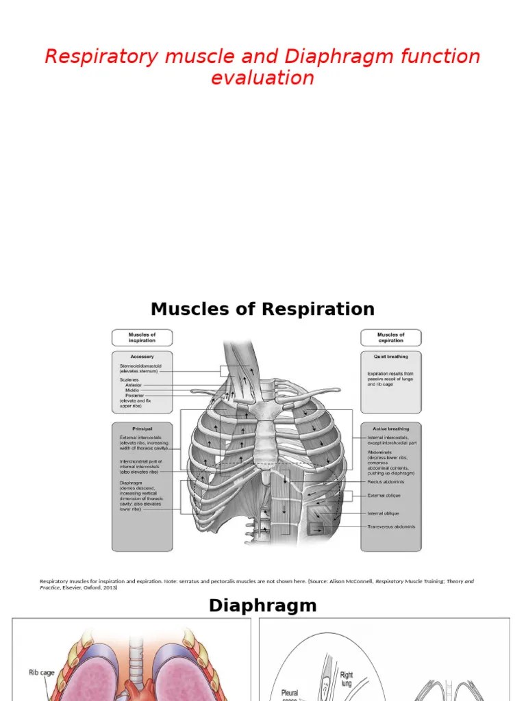 Evaluating diaphragm and respiratory muscle function