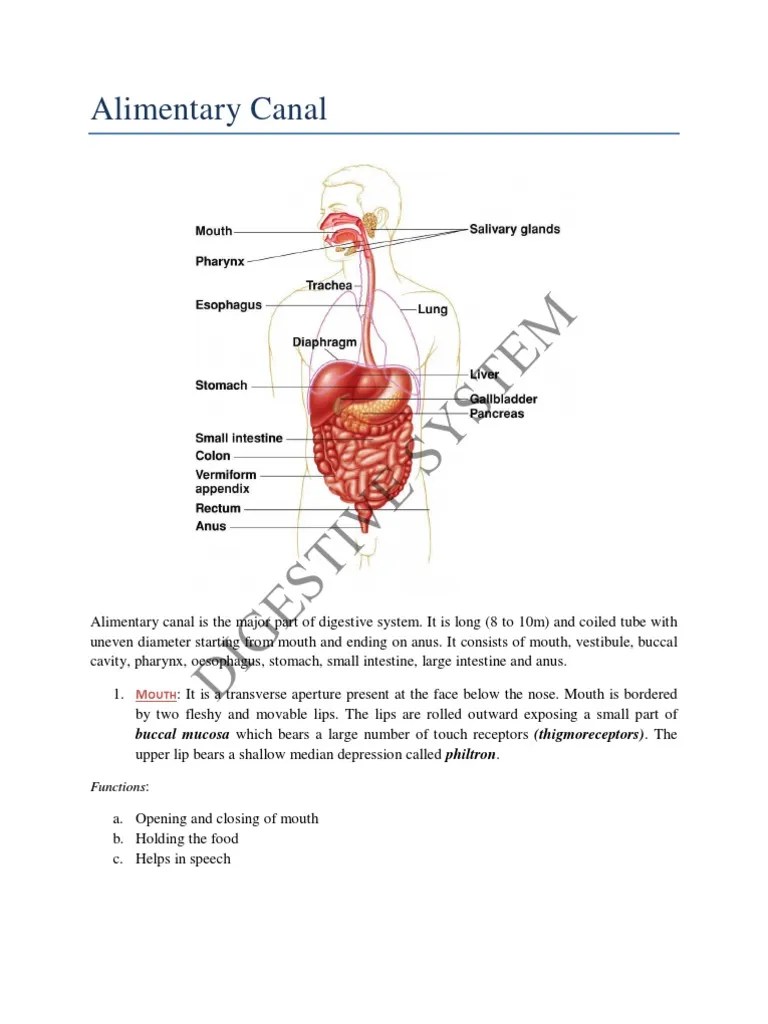 Digestive System (Alimentary Canal + Digestive Glands + Digestive Process) | Stomach | Esophagus ...