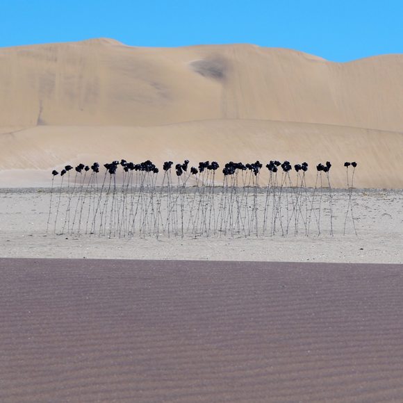 99 Roses (Available as digital print. Printed on premium photography paper or AluDibond)