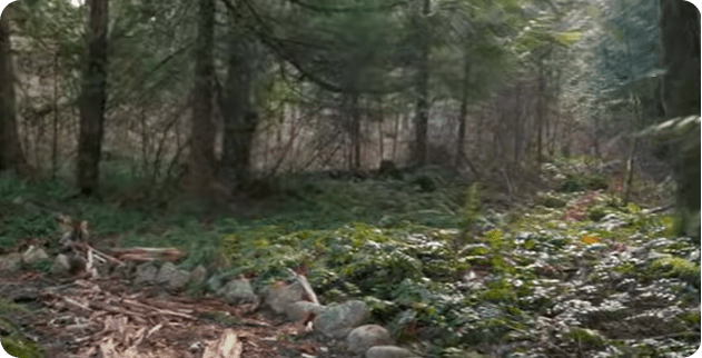 Unity and Diversity in the Church