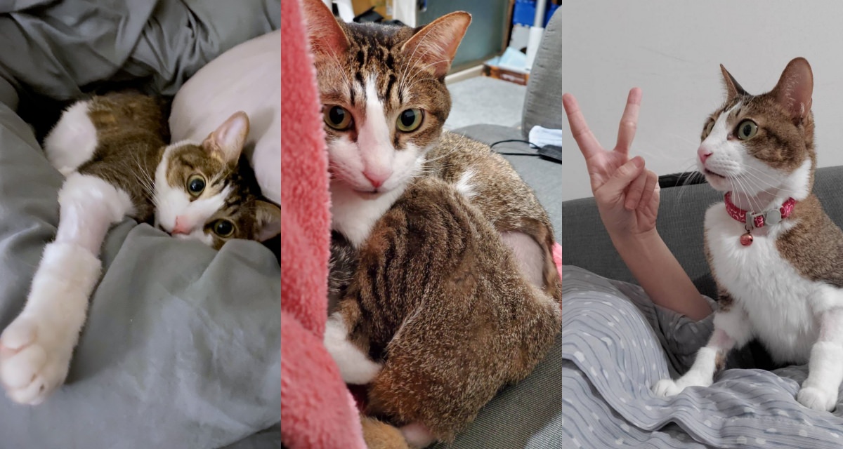 【喵喵日記】貓貓血栓後腿肌肉壞死截肢，三腳貓康復紀錄