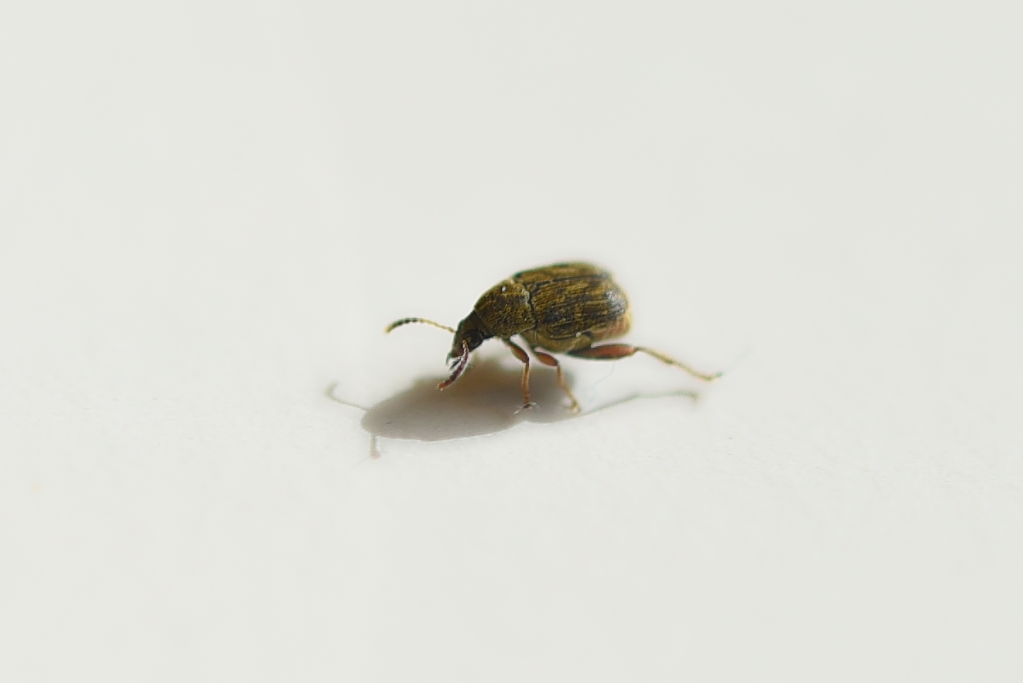 Acanthoscelides obtectus male.