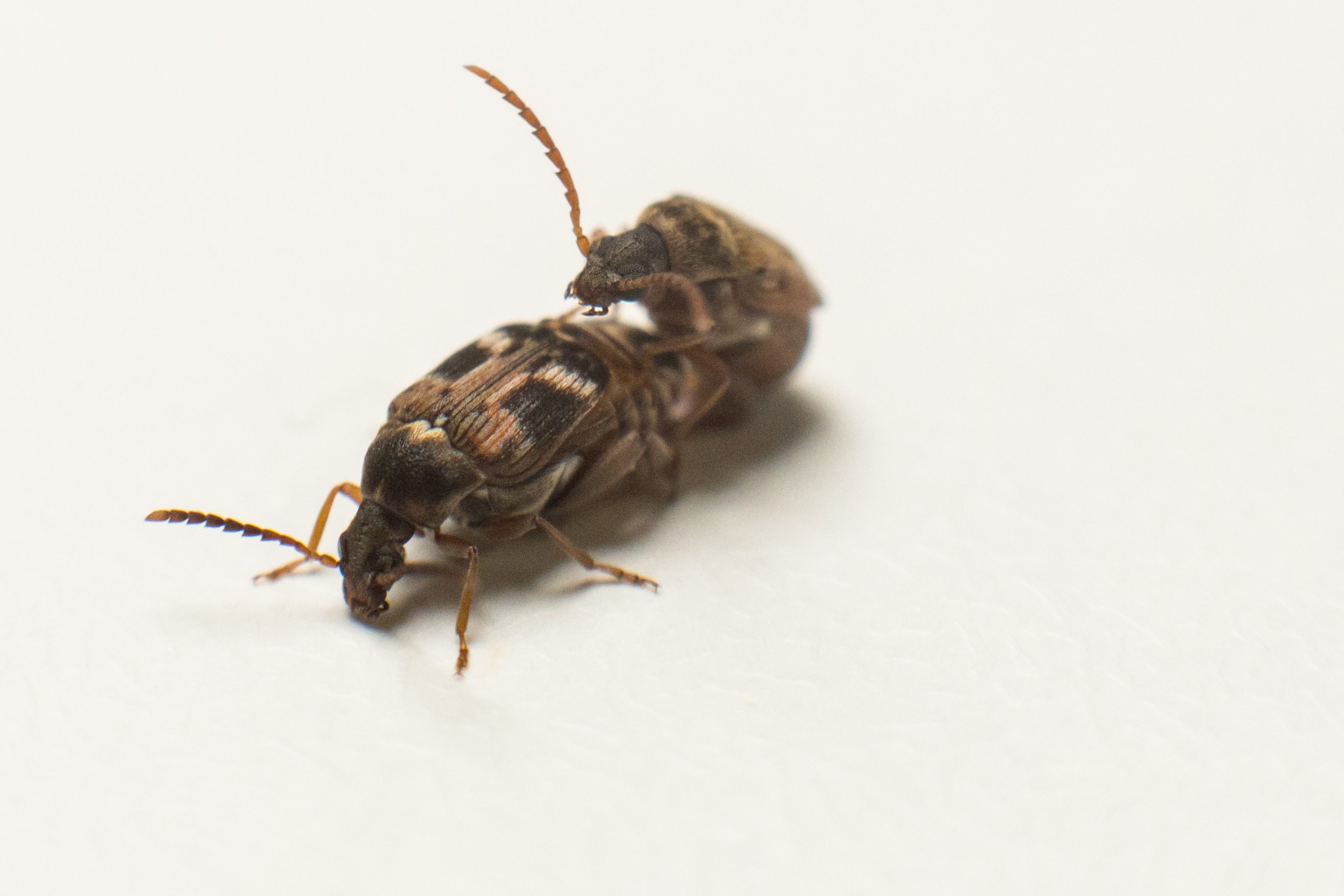 C. maculatus mating pair.