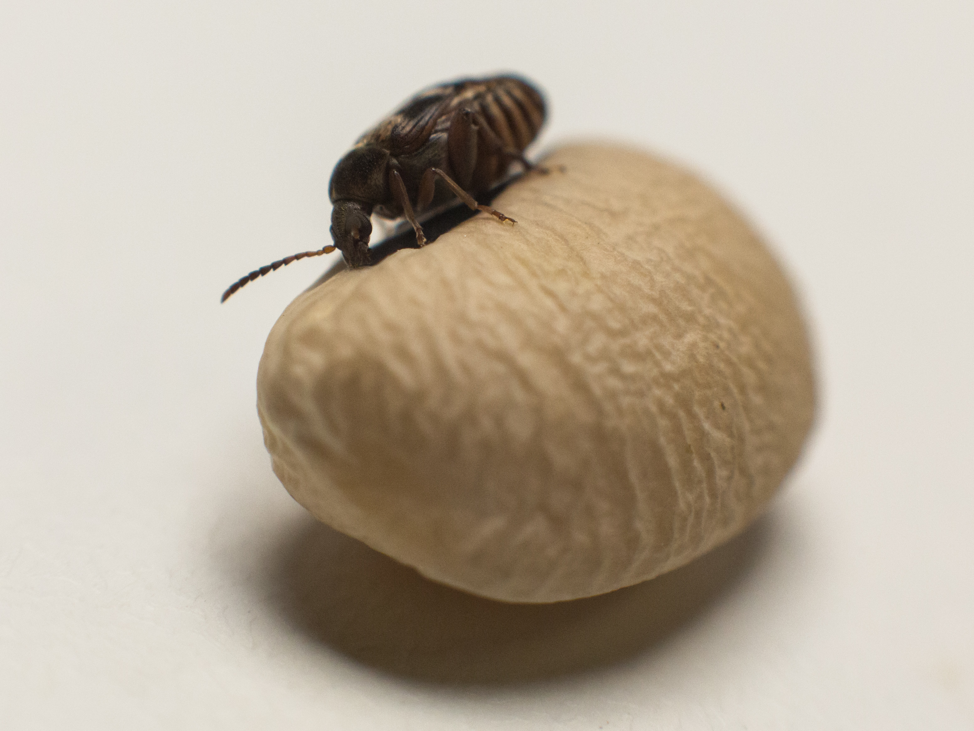 Female Callosobruchus maculatus inspecting a host bean for laying eggs.