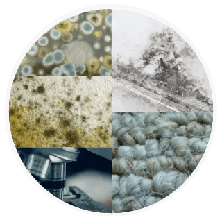 Be Confident Mold Is Not Back Immunolytics - Professional High Resolution Abstract Images | Free Download