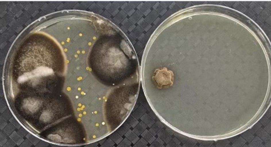 As UK Battles ‘Super Flu’ Surge, Hidden Household Risks Come Into Focus This Christmas