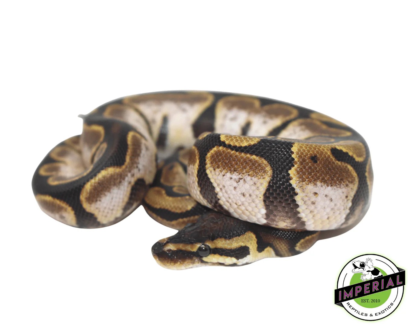 Calico Ball Python For Sale Imperial Reptiles Imperial Reptiles