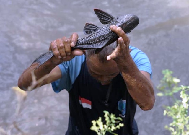 Gratis Unduh Gambar Ikan Raksasa Arapaima Di Sungai Brantas Ancam Habitat Katak Dan Terbaru by www.lampunghits.com