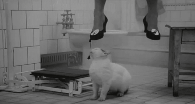 cat-hang