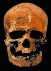 CroMagnonSkullSmall41