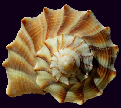 SeaShell33