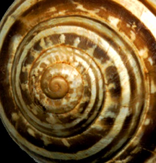 SnailShell22