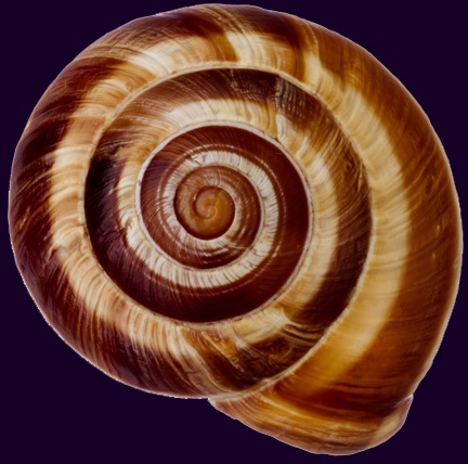 200267460-001