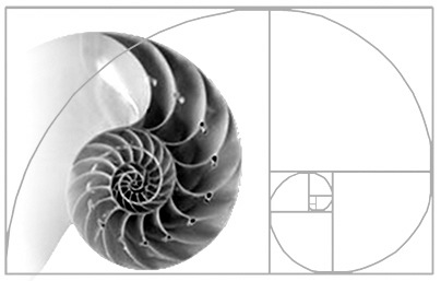 shellGoldenRatio1