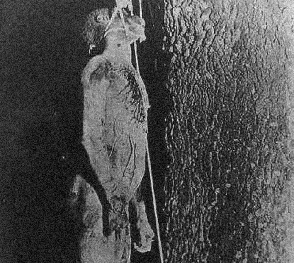 Image44-Copy-01