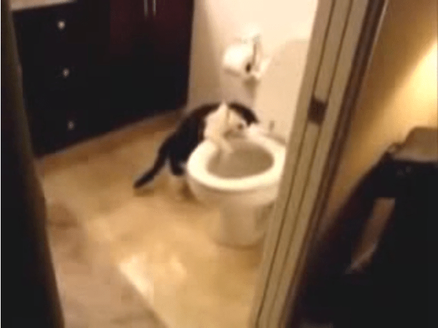 flushing_cat