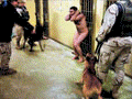 torture2-ani