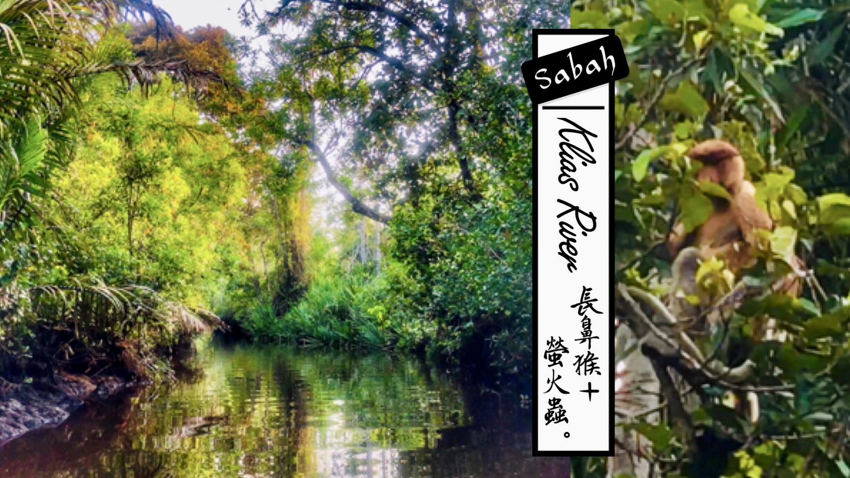 長鼻猴＋螢火蟲克里亞斯紅樹林探險 Klias River—馬來西亞沙巴一日遊行程推薦