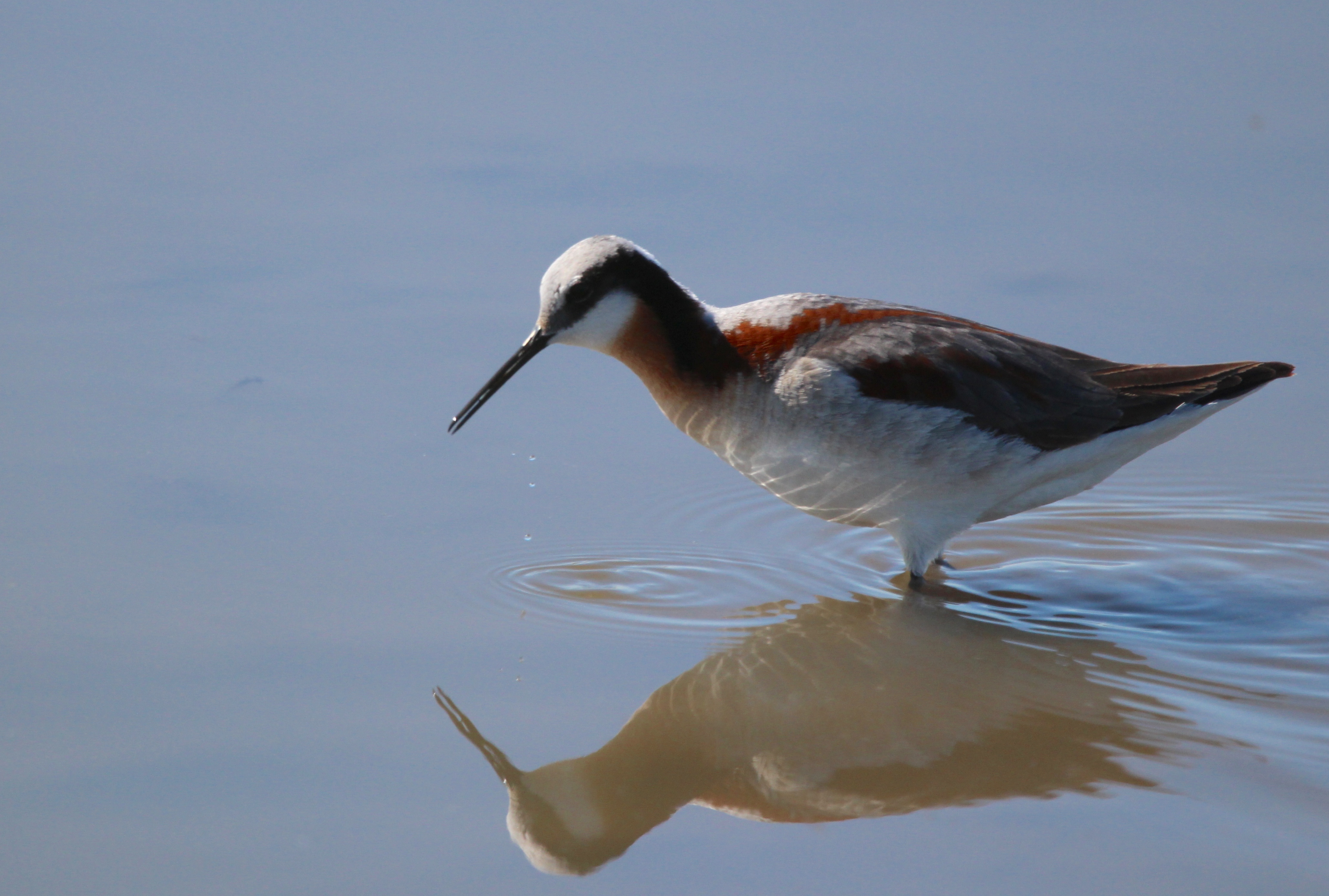 What's in the Water? – Whitewater Lake Blitz | Manitoba Important