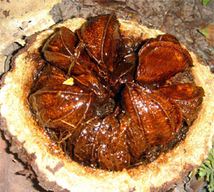 Brazil Nut High In Selenium