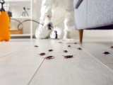 Best Pest Control Services Impressive Exterminating