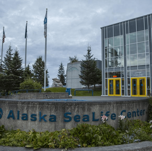 Marine wildlife experience in Seward, Alaska